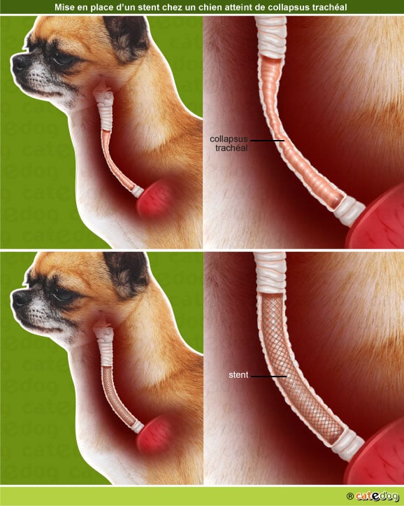 Chirurgie d'un collapsus et pause d'une prothèse stent chez le chien