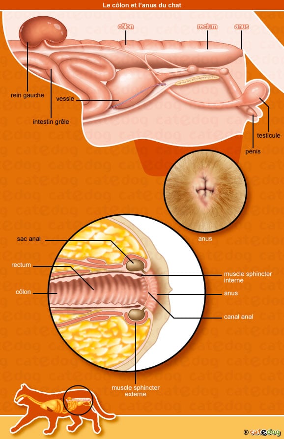 anatomie-chat-colon-anus-rectum-anal