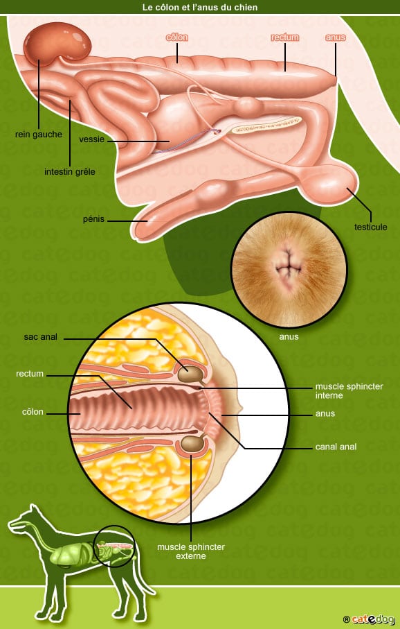 anatomie-chien-colon-anus-rectum-anal