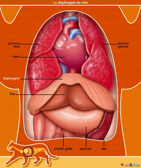 anatomie-chat-diaphragme-poumon-foie-estomac