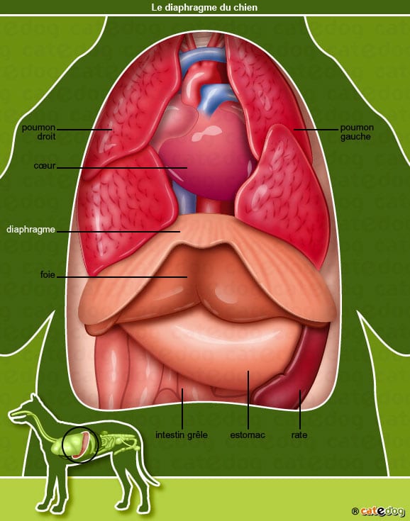 anatomie-chien-diaphragme-poumon-foie-estomac