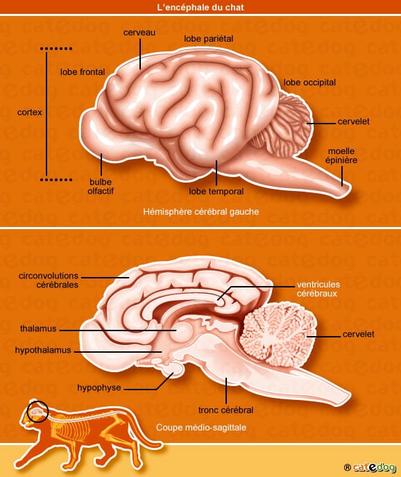 anatomie-chat-cerveau-encephale-cortex-cervelet