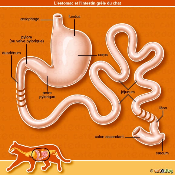 anatomie-chat-estomac-intestin-grele-oesophage