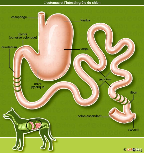 anatomie-chien-estomac-intestin-grele-oesophage