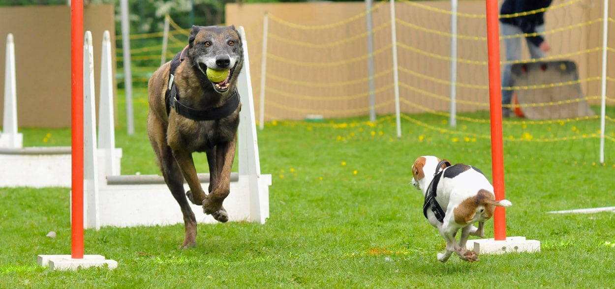 flyball-chien