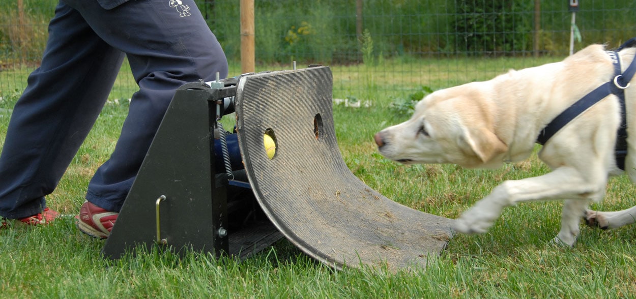 flyball-chien_2