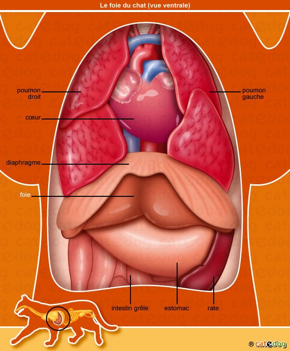 anatomie-chat-diaphragme-poumon-foie-estomac