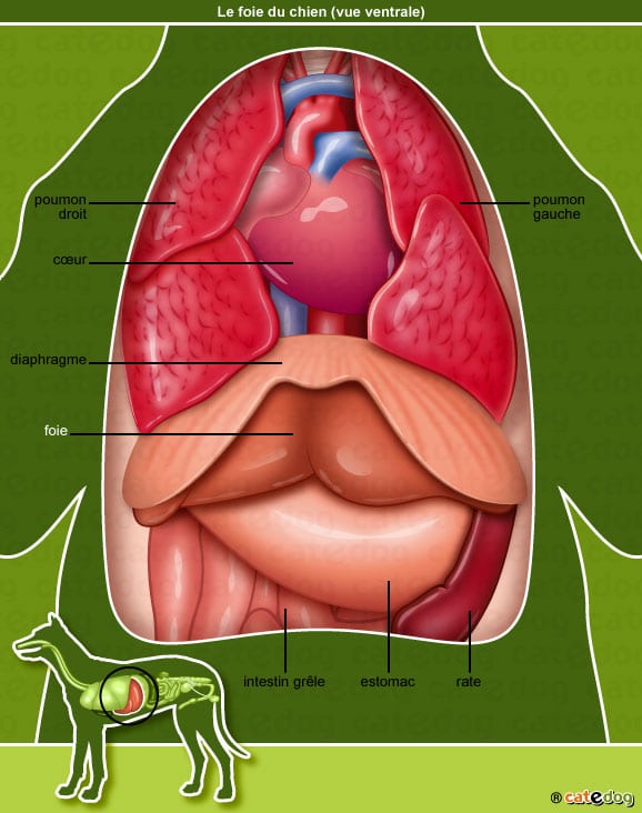 anatomie-chien-foie-diaphragme-poumons-catedog
