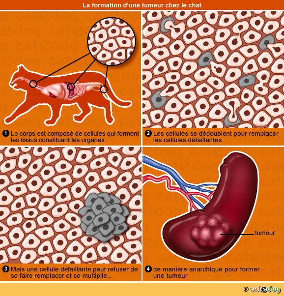 formation-tumeur-maligne-benigne-cellule-cancer-chat