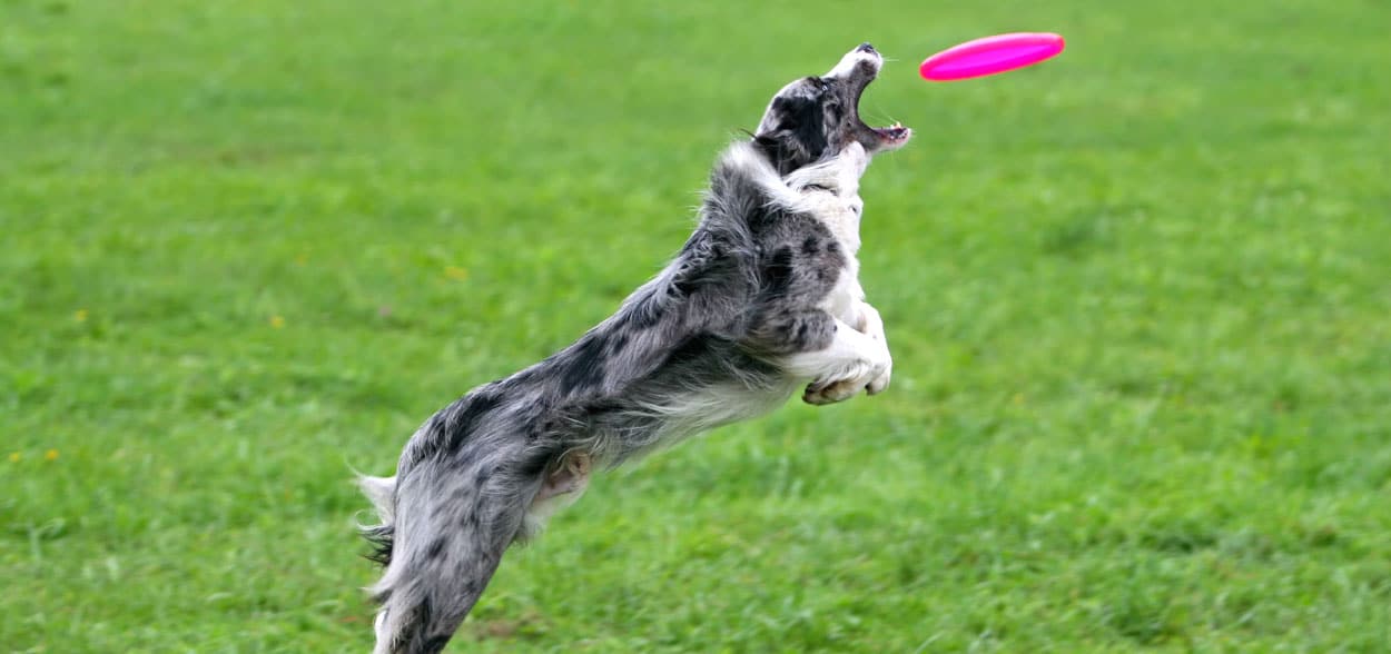 frisbee-chien