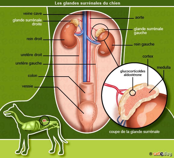 anatomie-chien-rein-glande-surrenale-cortex