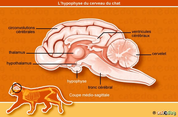 anatomie-chat-hypophyse-cerveau-cervelet-cerebrale