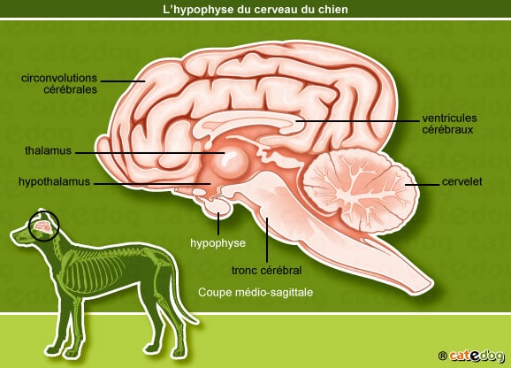 anatomie-chien-hypophyse-cerveau-cervelet-cerebrale