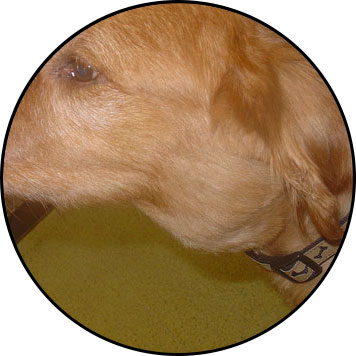 Lymphome du chien et ganglion hypertrophié