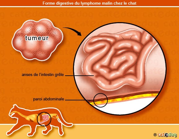 lymphome-malin-forme-digestive-du-chat