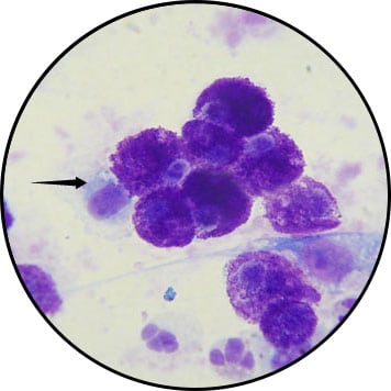 Mastocytome chez le chat
