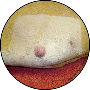 Mastocytome chez le chien