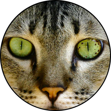 Mélanome de l'iris du chat et tumeur de l'œil