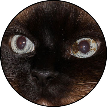 Mélanome de l'iris du chat, mélanose et tumeur de l'œil