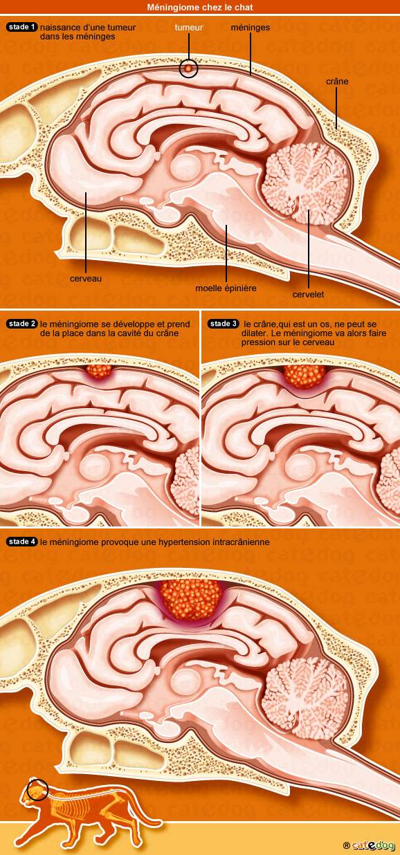 meningiome-cerveau-encephale-chat