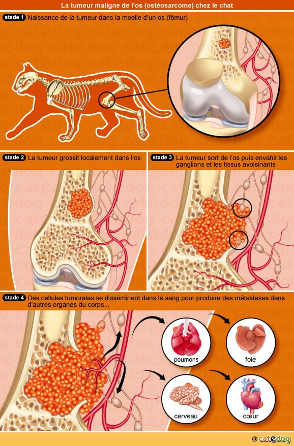 Ostéosarcome et tumeur de l'os chez le chat