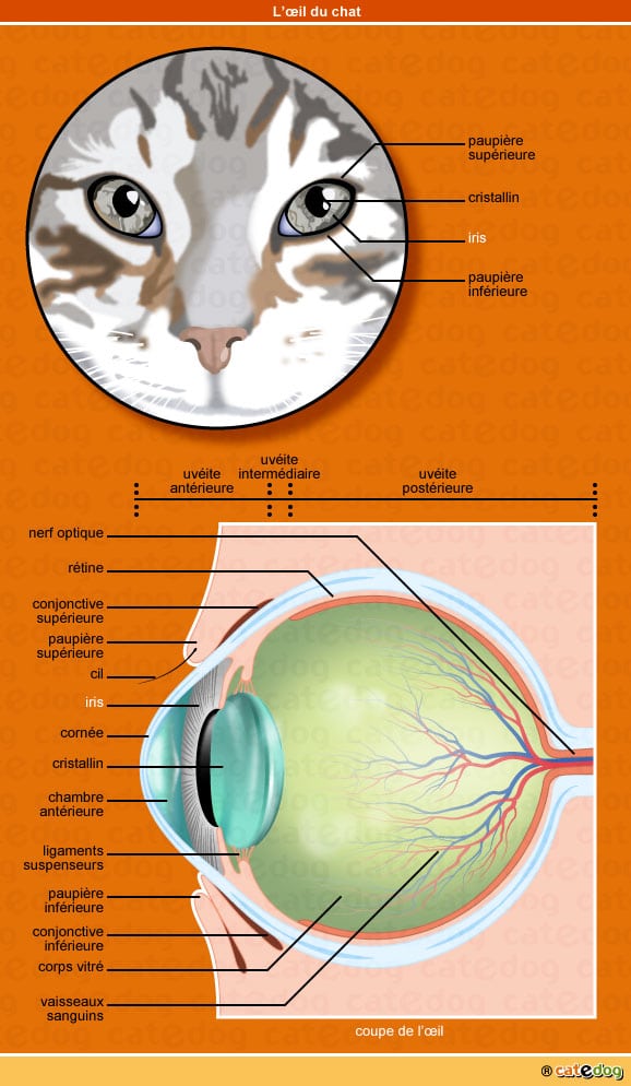 oeil-melanome-iris-chat