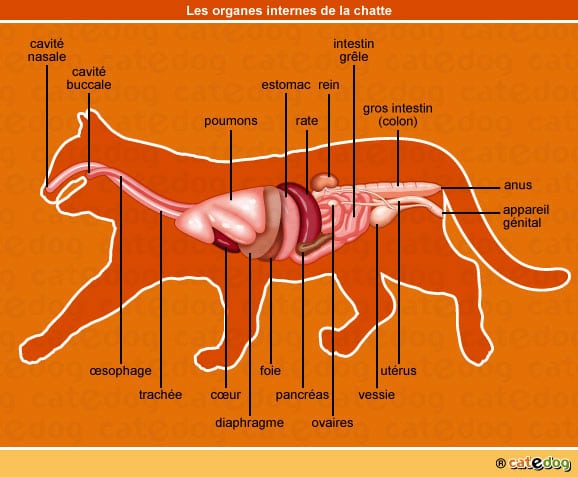 anatomie-chatte-organes-internes-dessin-illustration