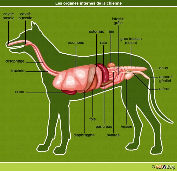anatomie-chienne-organes-internes-dessin-illustration