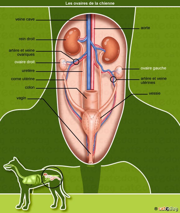 anatomie-chienne-ovaire-vagin-corne-uterine