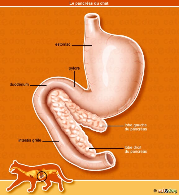 anatomie-chat-pancreas-estomac-intestin-lobe