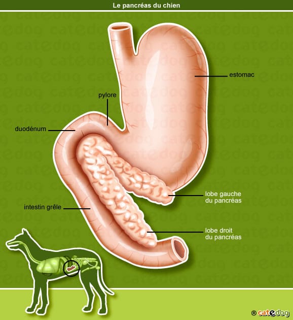 anatomie-chien-pancreas-estomac-intestin-lobe