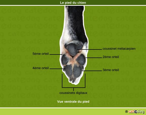 anatomie-chien-pied-patte-arriere-coussinet