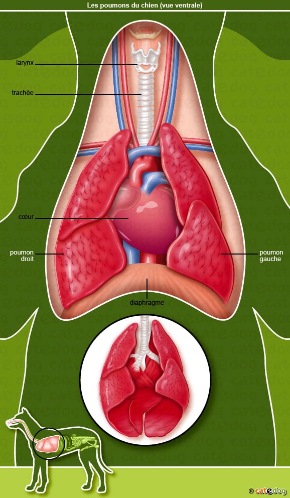 anatomie-chien-poumons-coeur-diaphragme-trachee