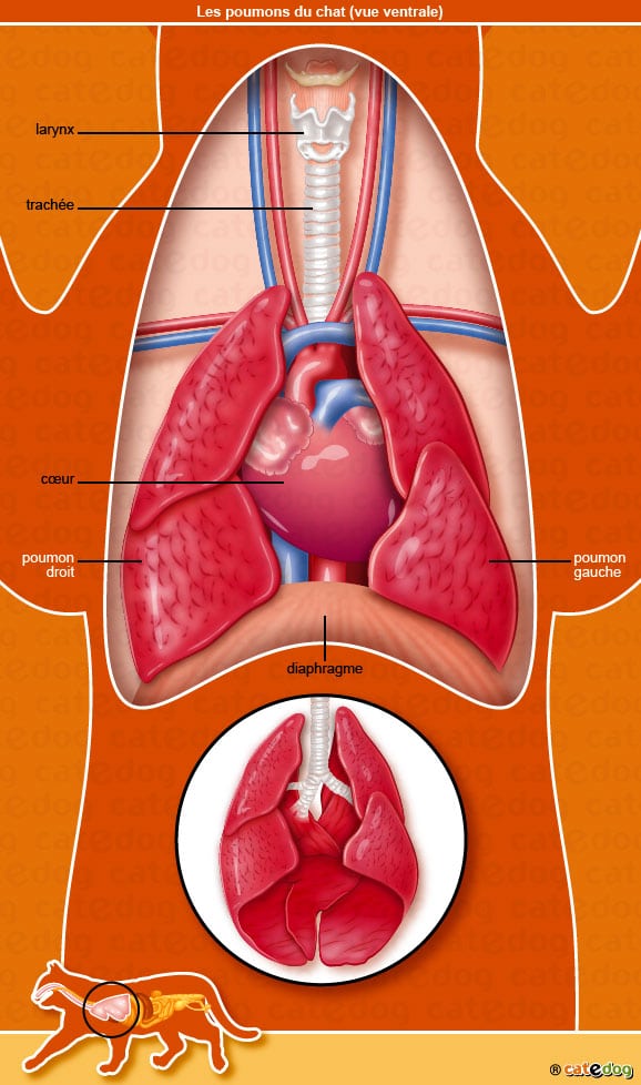 anatomie-chat-poumons-coeur-diaphragme-trachee