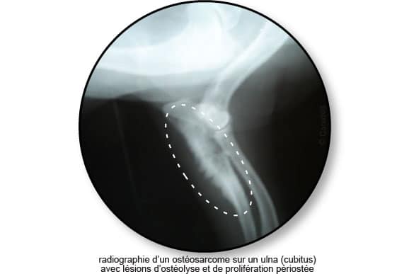 radiographie-osteosarcome-osteolyse-os-cubitus-chien