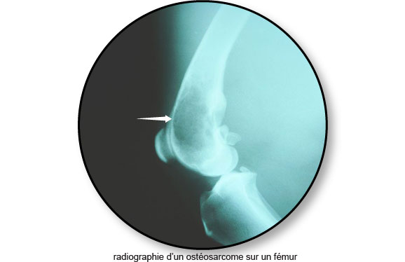 radiographie_tumeur_osteosarcome-chat-chien