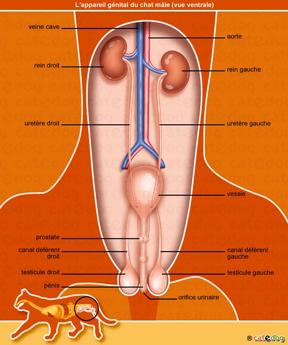 anatomie-chat-appareil-urinaire-rein-penis-catedog