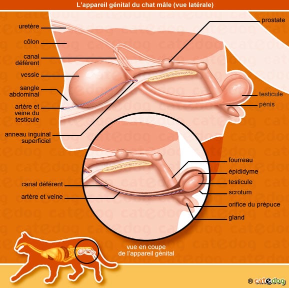 anatomie-chat-testicule-appareil-genital-penis