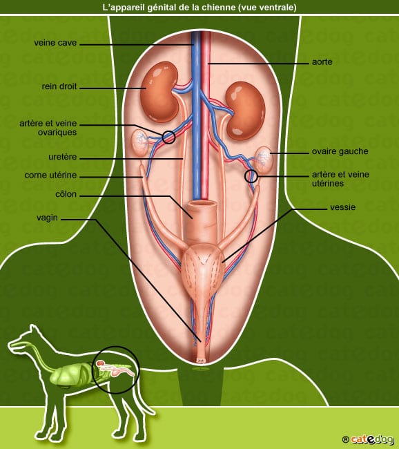 anatomie-chienne-sexe-appareil-genital-reproducteur