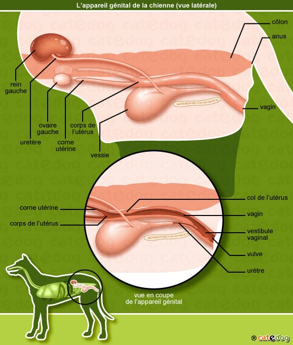 anatomie-chienne-appareil-genital-reproducteur-vagin