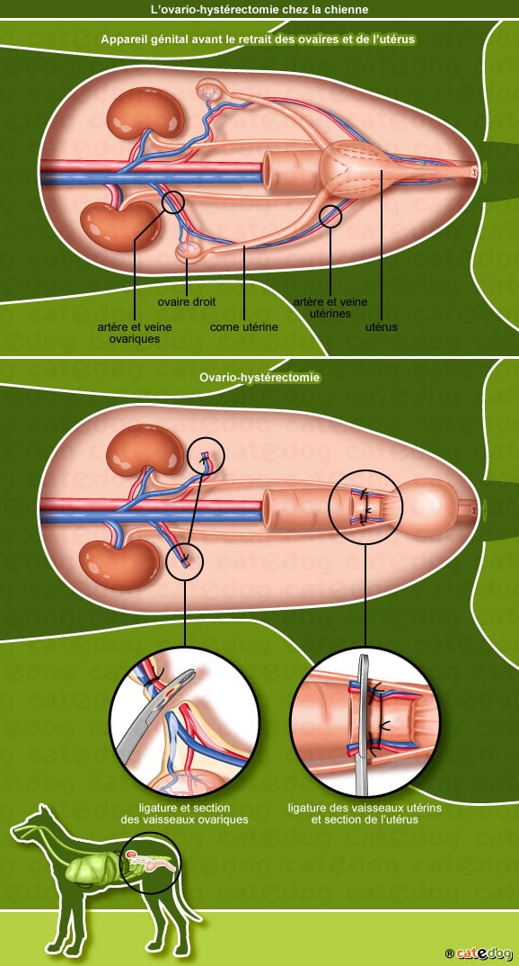 sterilisation-ovario-hysterectomie-tumeur-vagin-ovaire-chienne