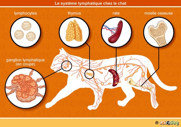 Système lymphatique et lymphome du chat