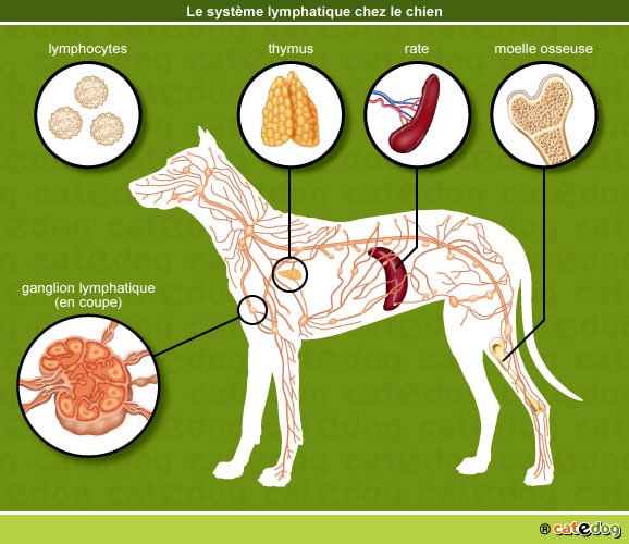 Système lymphatique et lymphome du chien
