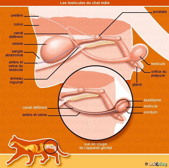 anatomie-chat-testicule-appareil-genital-reproducteur