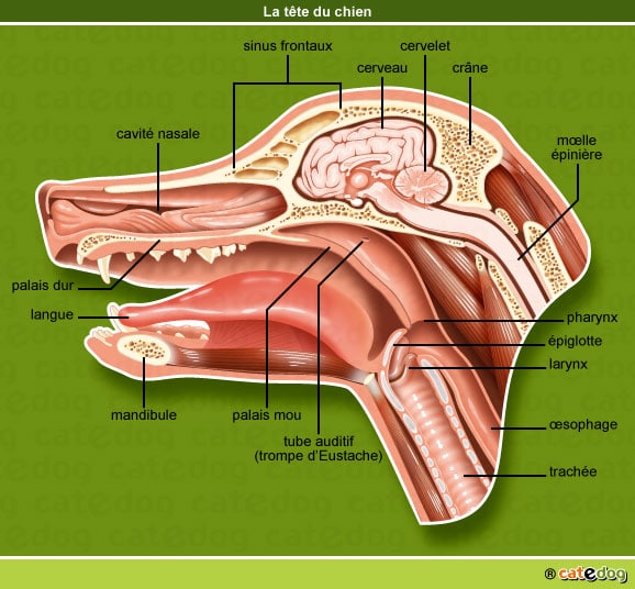 anatomie-chien-tete-cerveau-bouche-coupe