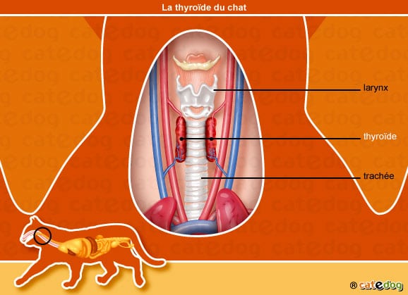 anatomie-chat-thyroide-larynx-trachee-catedog
