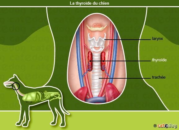 anatomie-chien-thyroide-larynx-trachee-catedog
