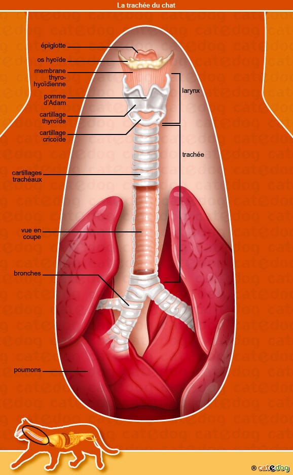 anatomie-chat-poumons-trachee-bronches-larynx