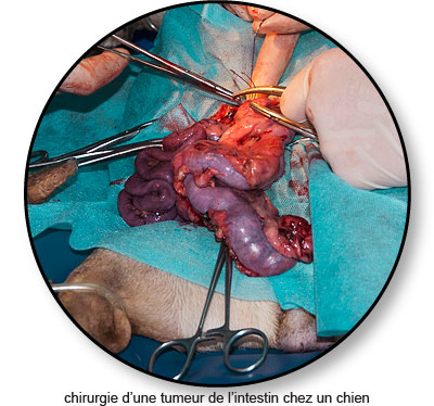 Chirurgie d'une tumeur de l'intestin chez un chien