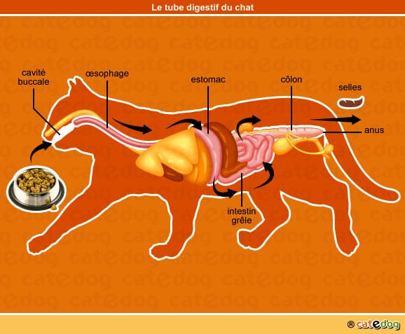 anatomie-chat-tube-digestif-digestion-catedog